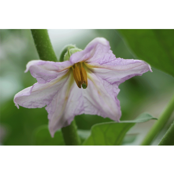 金蕾茄子，茄子野性遺傳育種上的一場革命